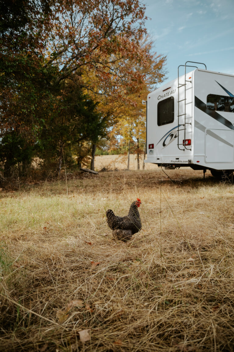 a Class C RV with a chicken nearby