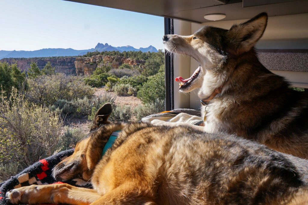 dogs camping in the desert and looking out an RV window