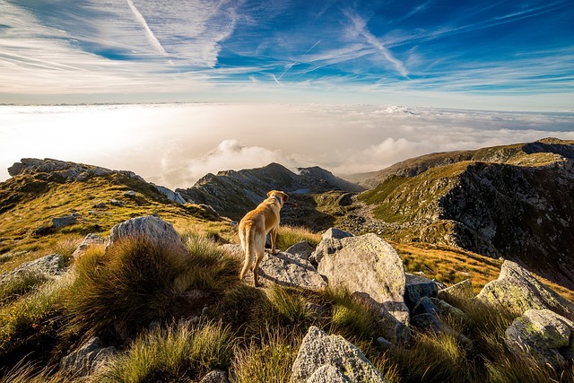A dog hiking on a mountain trail