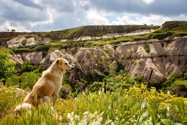 A dog sitting in a grassy area on a hike