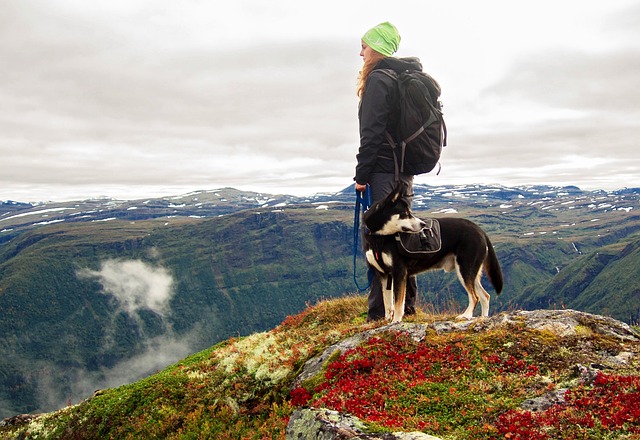 a dog and a girl on top of a mountain