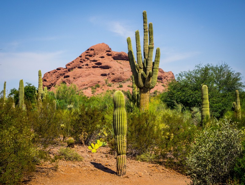 cactus and redrocks in phoenix