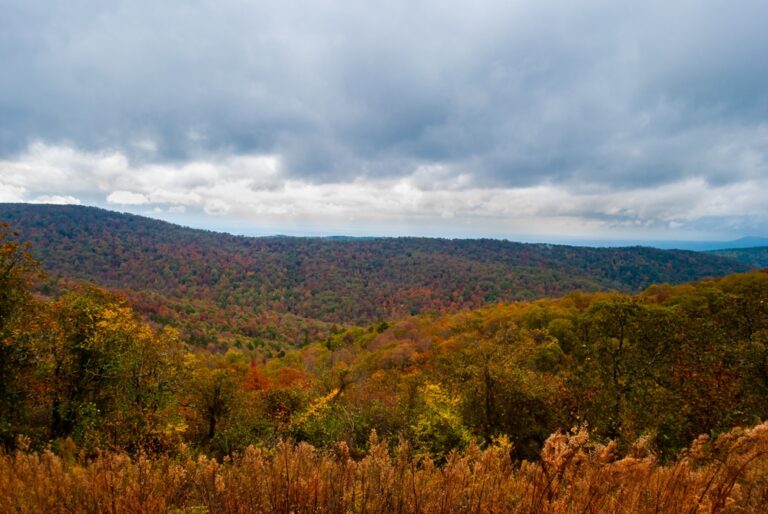 Ouachita National Forest in fall