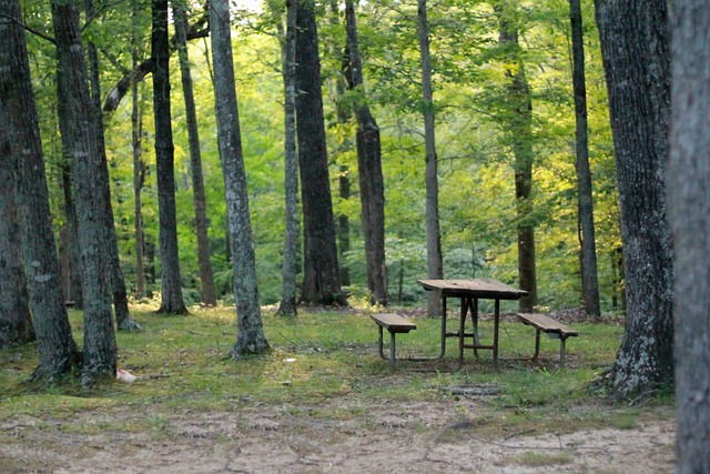 campground with a picnic table in a wooded area