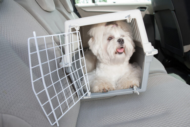 A small dog in a travel crate