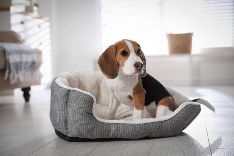 A beagle puppy on a dog bed