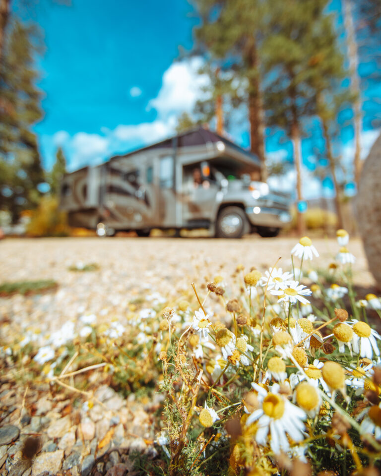 flowers in focus with an RV in the background