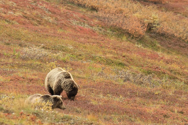 bear cubs in Alaska