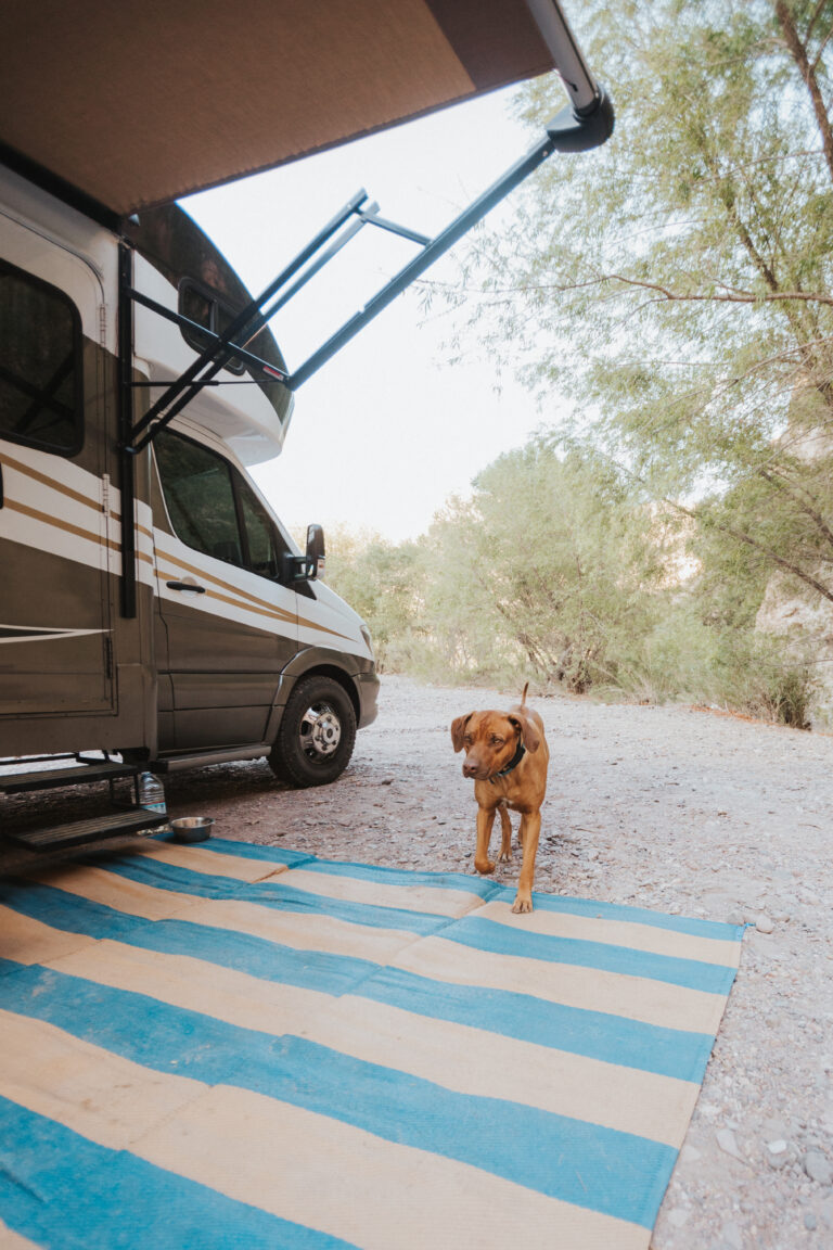 A dog next to an RV camper
