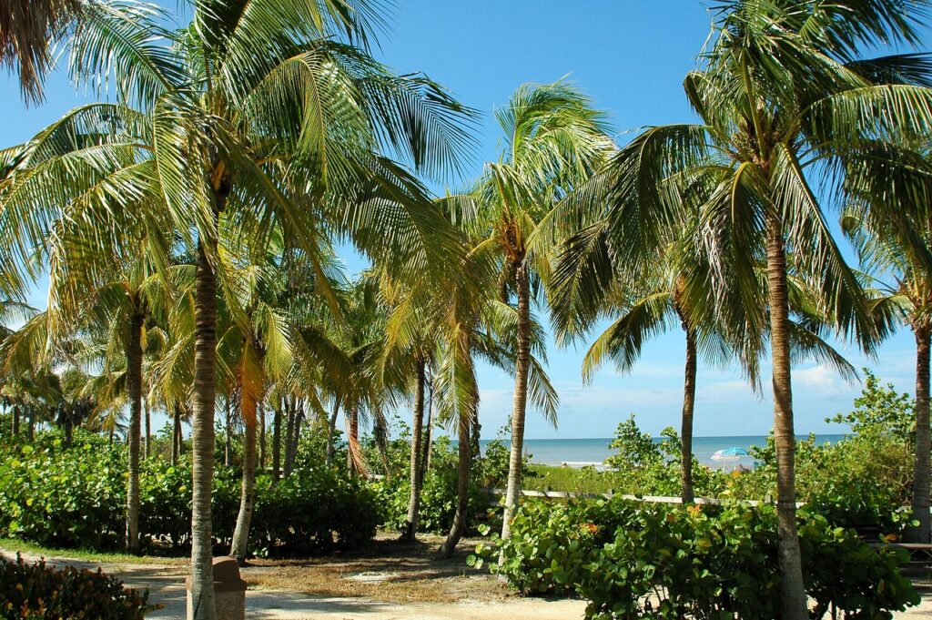 palm trees at Key West