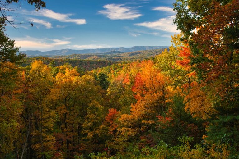 trees turning colors in Great Smoky Mountains National Park