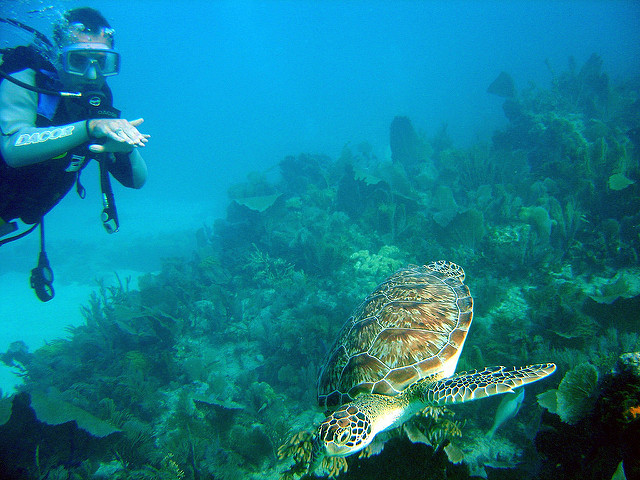 [img] John Pennekamp Coral Reef State Park