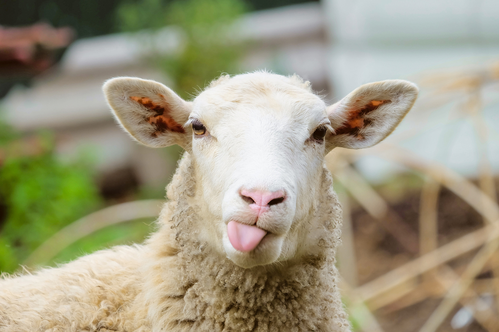 A sheep sticking out its tongue