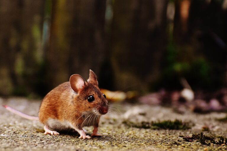 A mouse in the forest