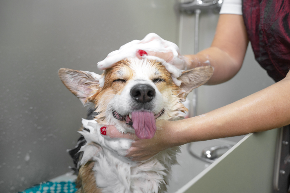 A dog smiling while getting a bath