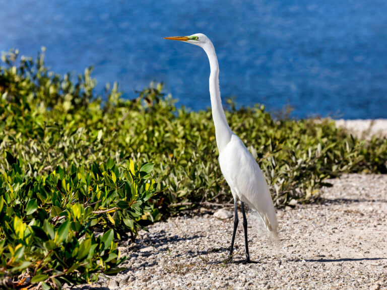 An egret at a Florida refuge