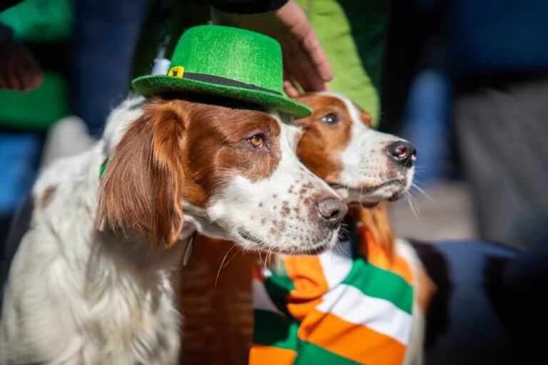 Dogs in St. Patricks Day hats