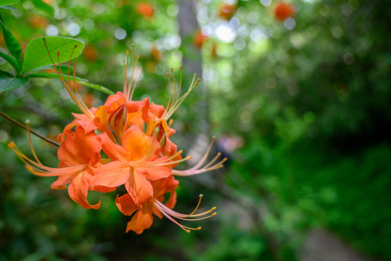 A delicate orange flower at Great Smoky Mountains National Park