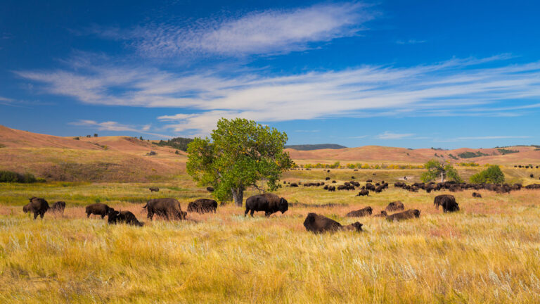 buffalo at Custer State Park
