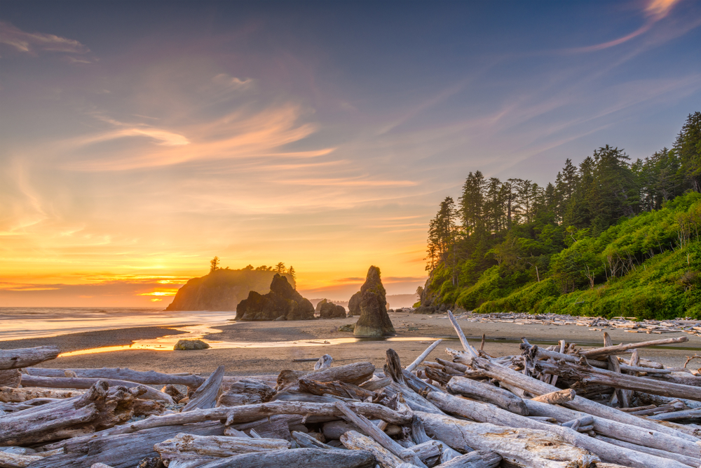 Shoreline at Olympic National Park