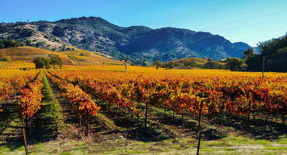 Napa Valley vineyards in fall