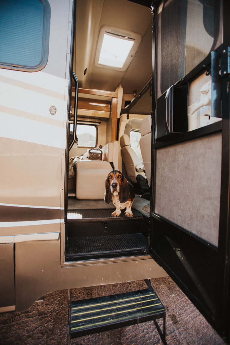 a dog in the doorway of an RV