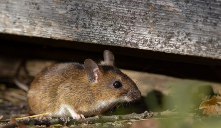 a mouse hiding under some wood