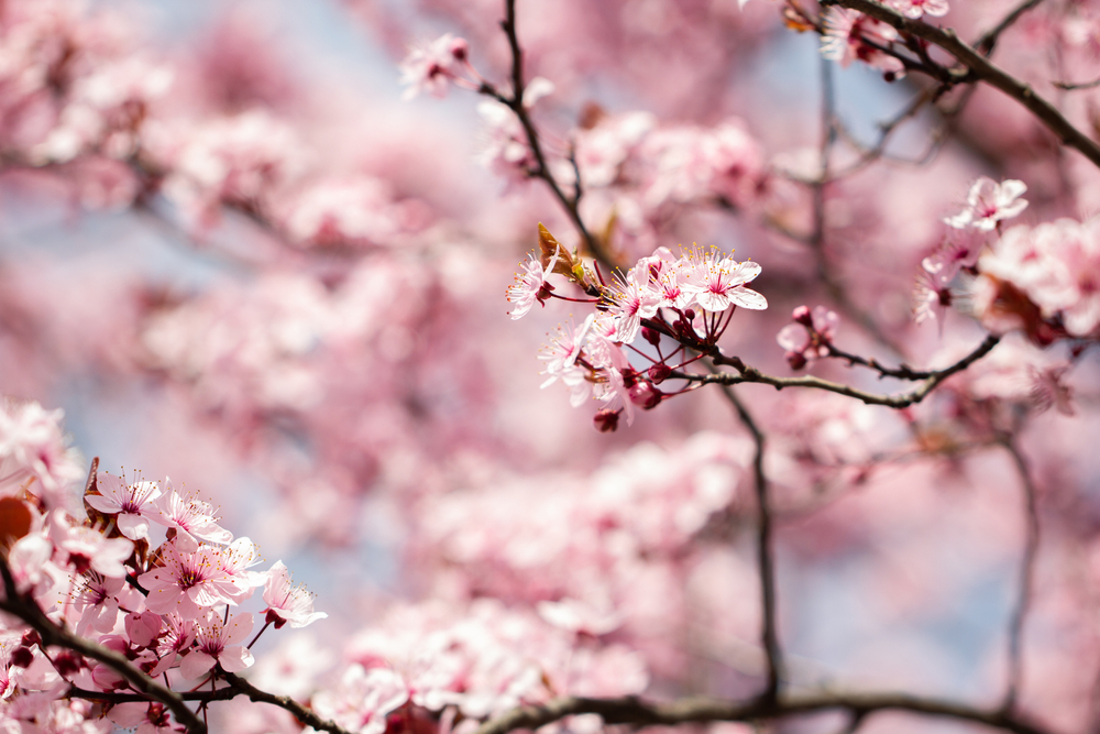 Cherry Blossom Season: A Front Row Seat During Peak Bloom on the Potomac