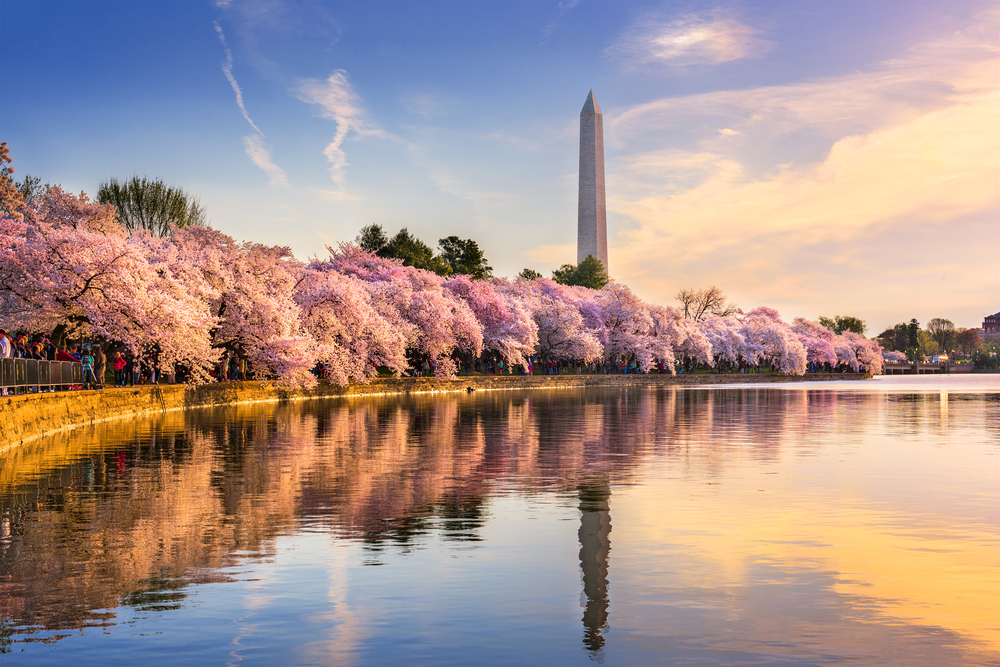 Cherry blossoms near the Washington Monument