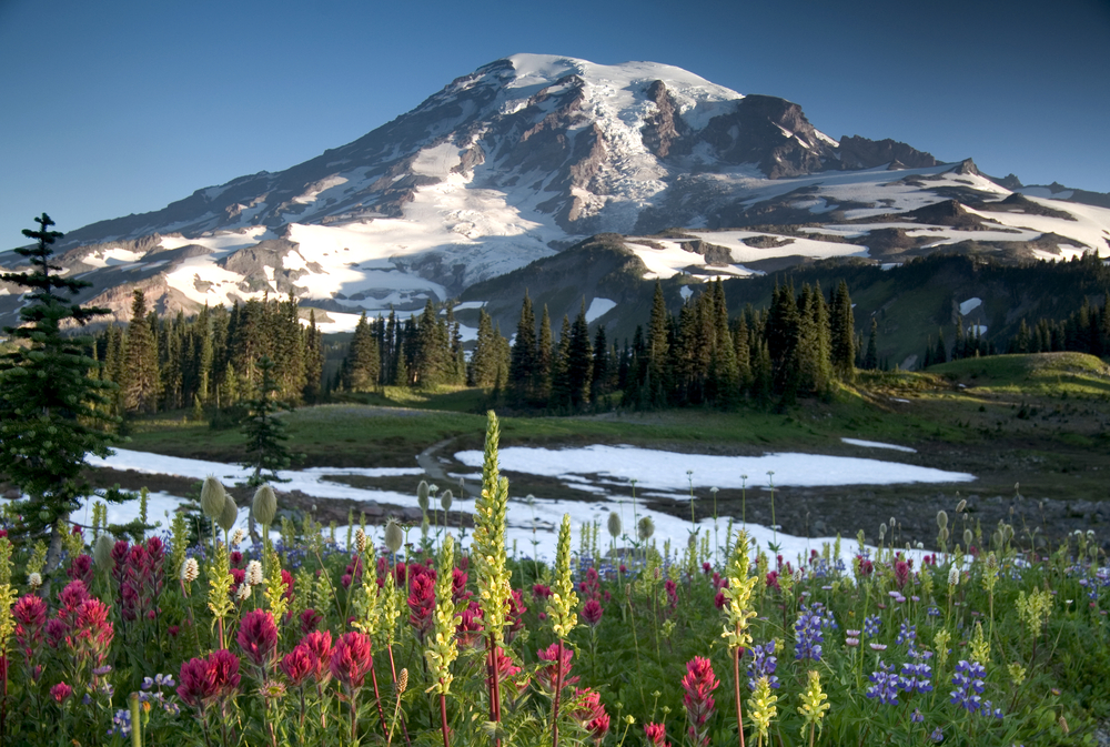 Mt. Rainier National Park