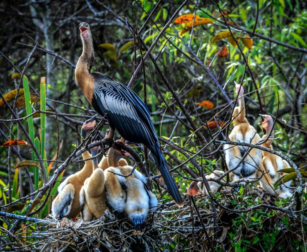 Baby birds with their mom in the Everglades, one of the best national parks for spring break