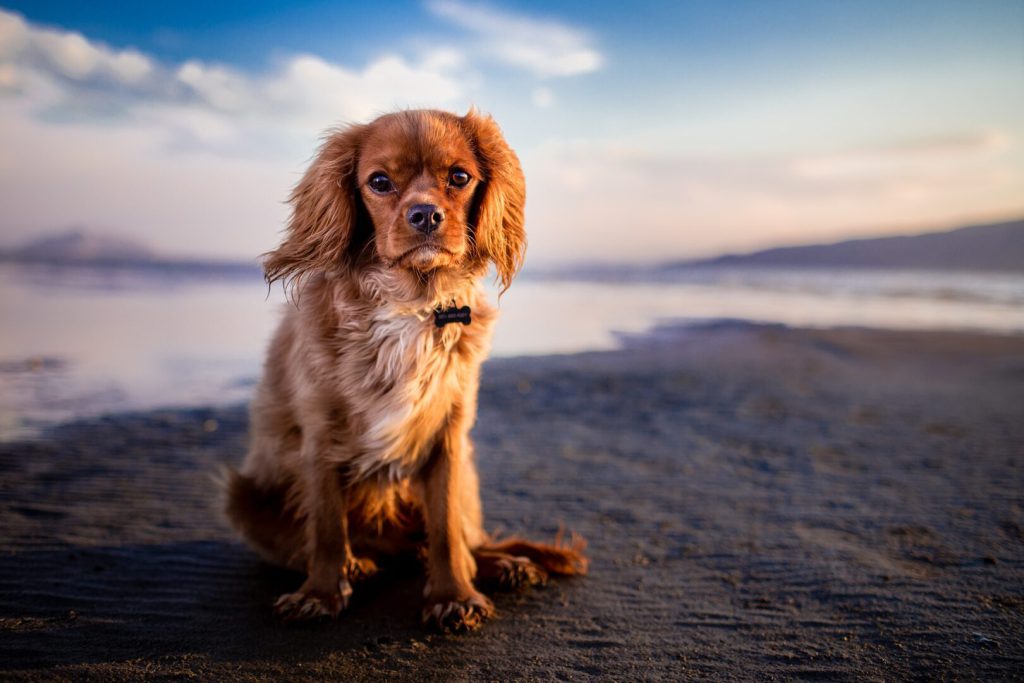 Dog on beach