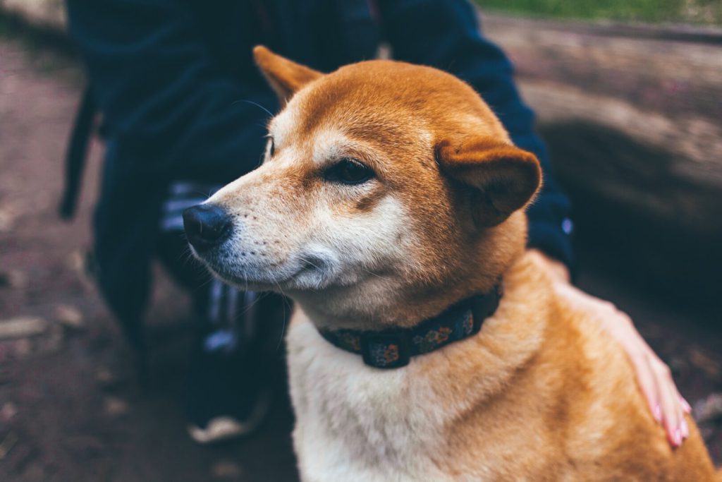 Dog outdoors