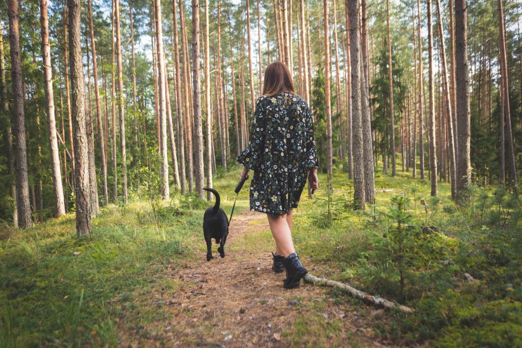 Dog on hike