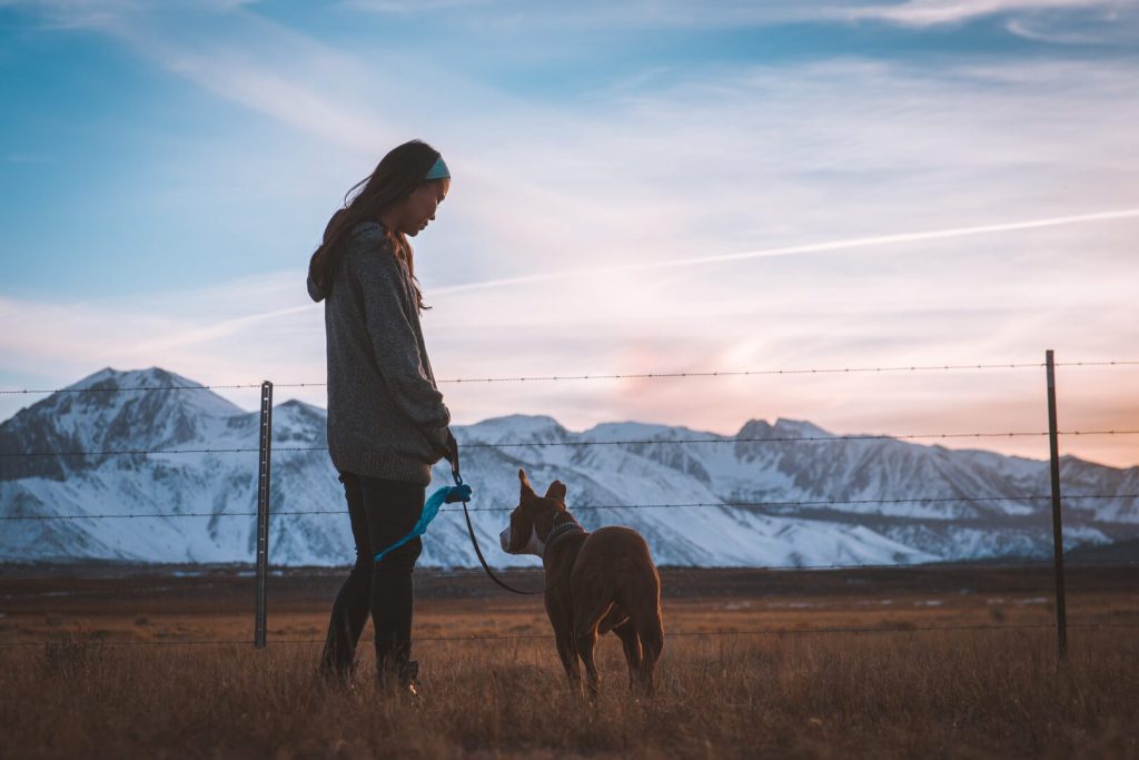 Dog looking at mountains