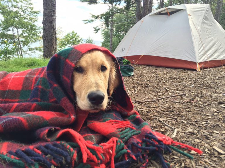 where can you camp with dogs