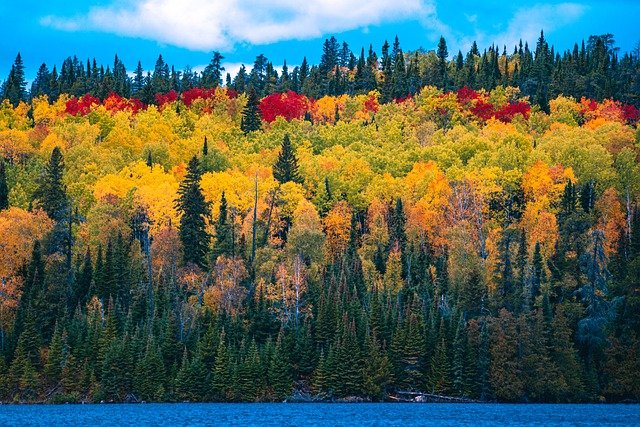 lake and shore full of trees with fall colors