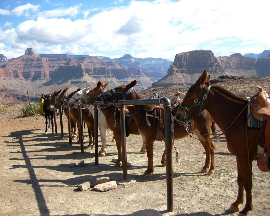 Mule Trips at Grand Canyon
