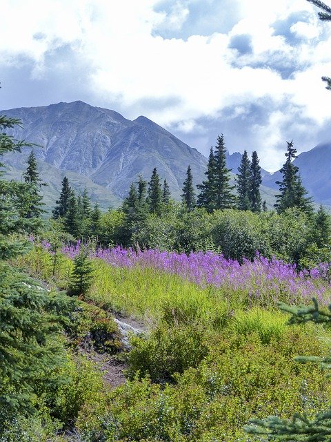 a mountain peak at Denali National Park with purple wildflowers blooming in the foreground