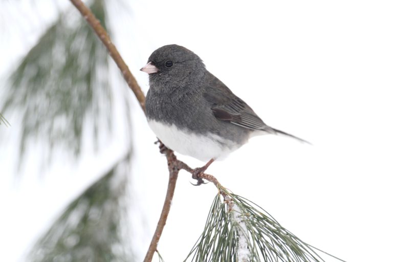 Dark-eyed Junco (junco hyemalis) on a snow-covered branch