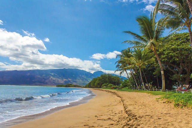 a beach lined with palm trees in Hawaii