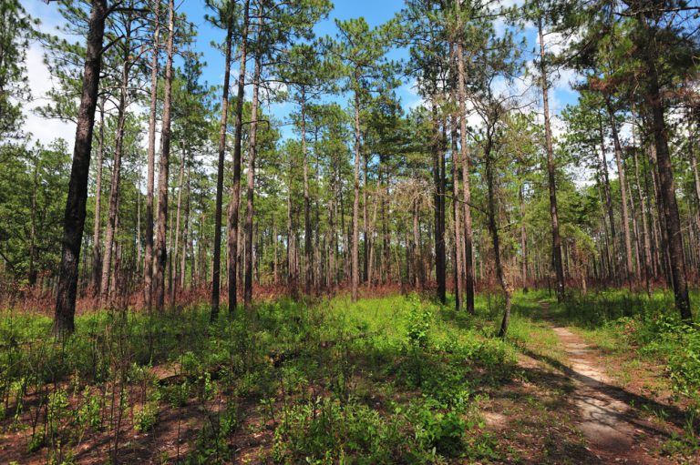 The Bartram walking trail of the Tuskegee Nation Forest.