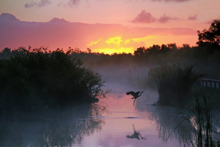 Everglades National Park at Sunrise with the Silhouette of a Flying Heron