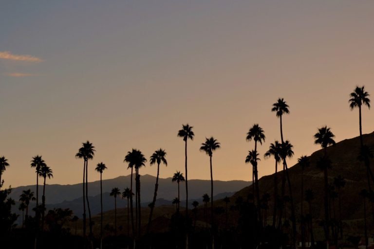 palm trees at Palm Springs, a less crowded spring break destination
