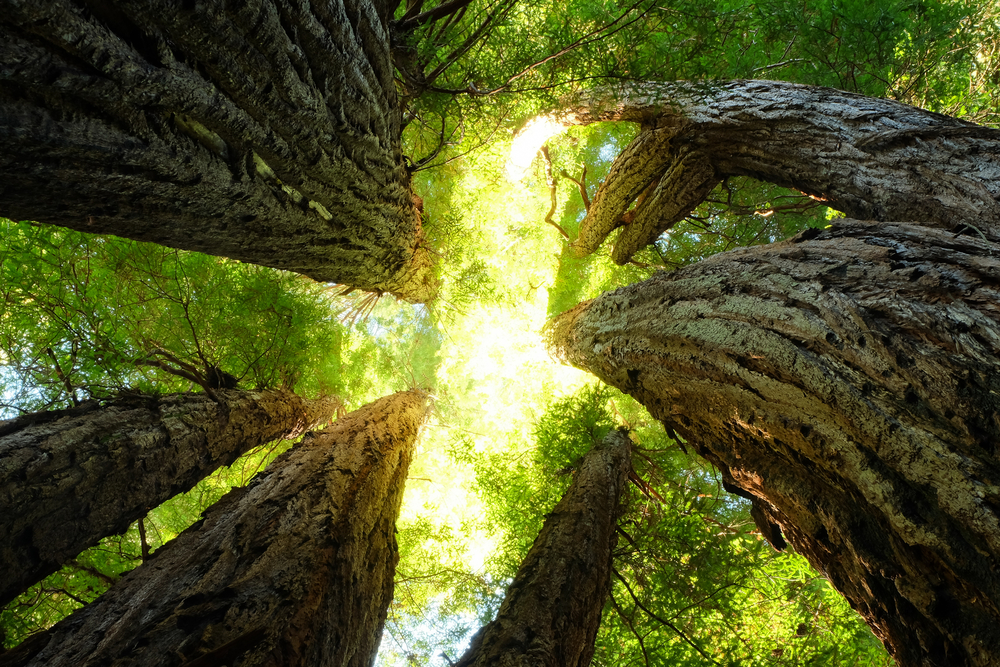 Giant Redwoods Reach Toward the Sky. Humboldt, Redwood National Park, California.
