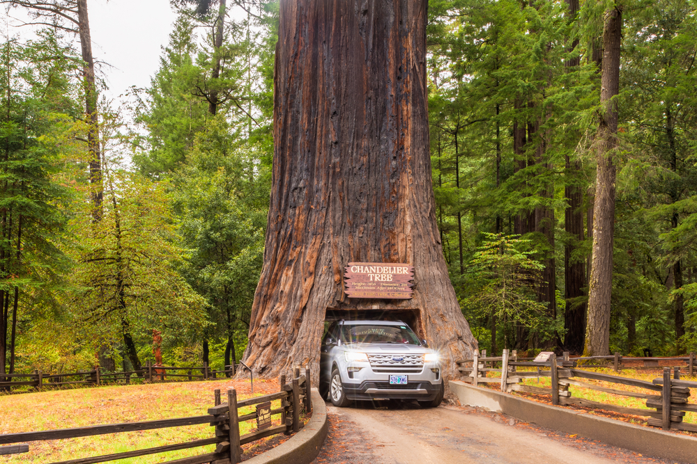 Leggett, CA, USA - September 18, 2019: Chandelier Drive Through Redwood Tree in Leggett, Northern California, USA. The name "Chandelier Tree" comes from its unique limbs that resemble a chandelier.