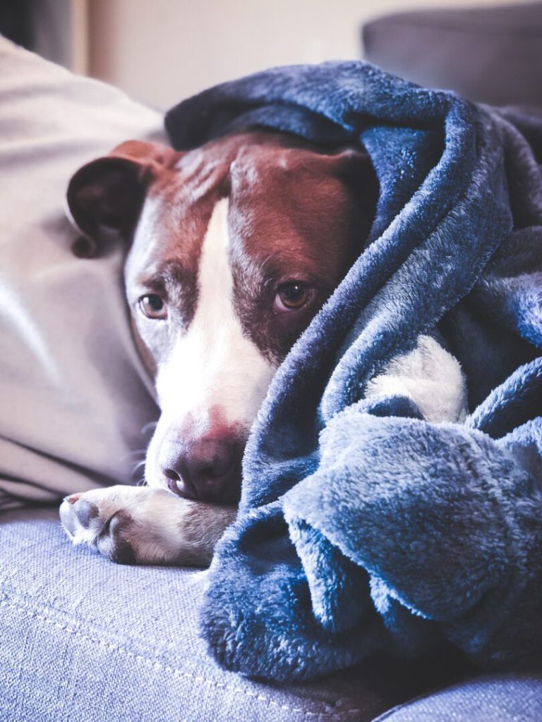 Dog in electric blanket