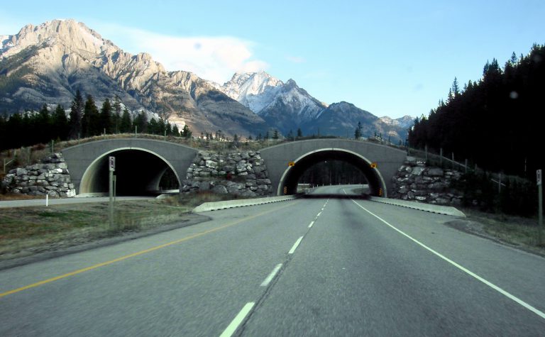 How do wildlife know to use animal bridges and crossings