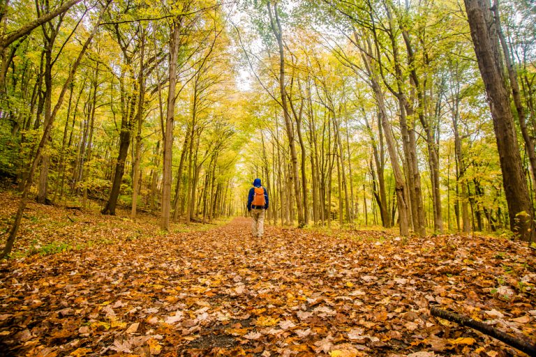 A person with an orange backpack hikes on a trail covered in fallen leaves through Sleeping Giant State Park.