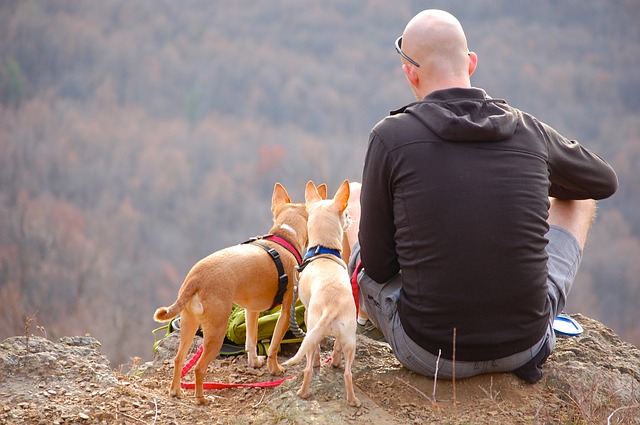small dogs on a hike taking a break with their owner